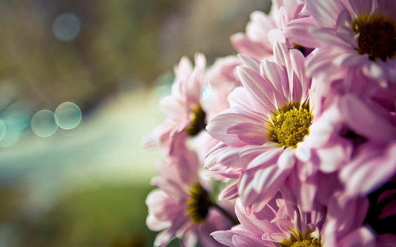 Pink Flowers, bonito, daisies, pink daisies, graphy, bokeh, flower ...