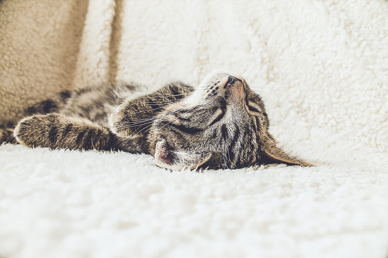 brown tabby cat lying on white textile, HD wallpaper