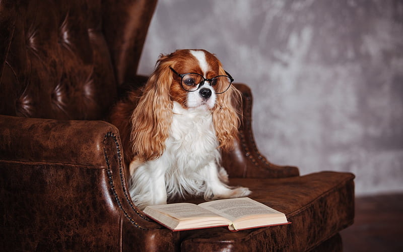 Cavalier King Charles Spaniel, pets, dogs, education concepts, spaniel, dog on the couch, HD wallpaper