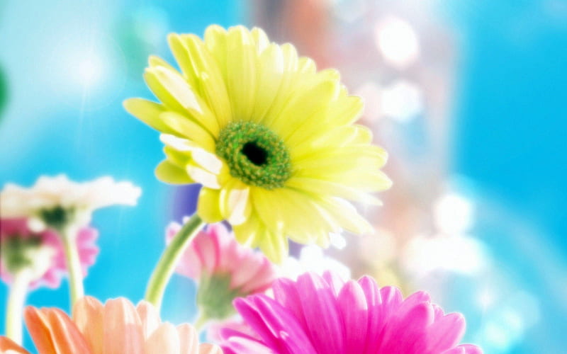 glamorous flowers-Summer flowers, HD wallpaper