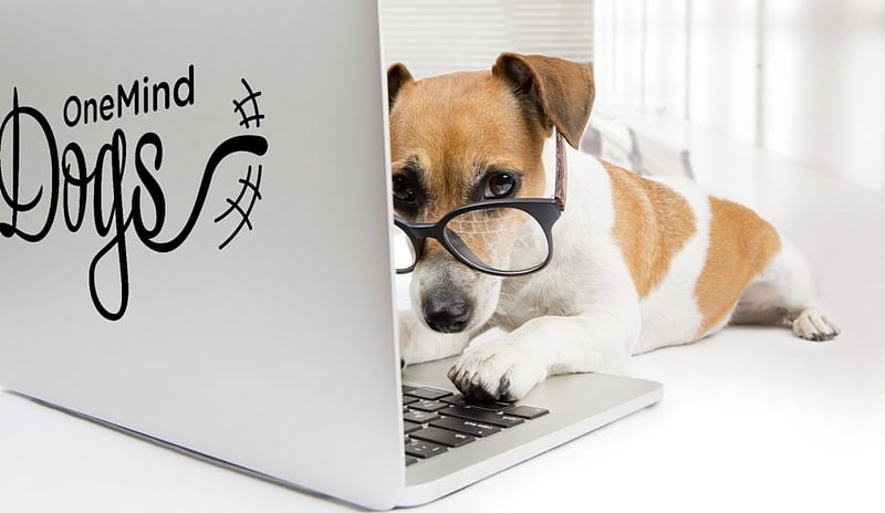 I'm busy!, glasses, computer, funny, white, laptop, puppy, dog, animal, HD  wallpaper | Peakpx