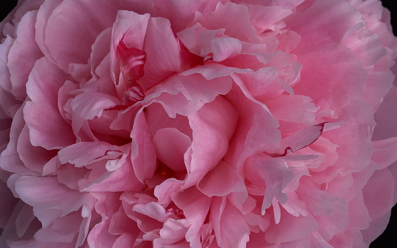 Pink Carnation, fluffy, flower, nature, layers, carnation, pink, HD wallpaper