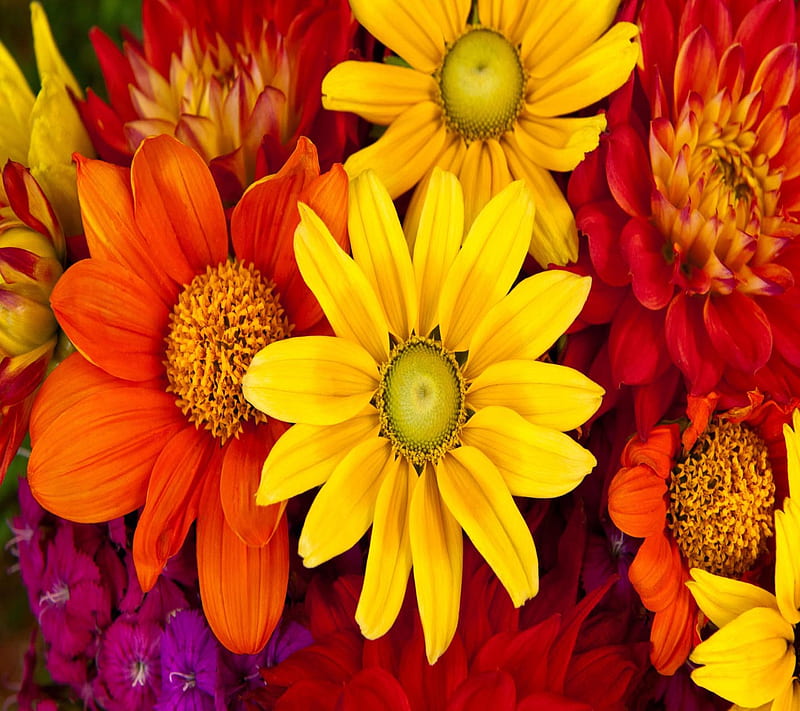Colorful Flowers, good, look, HD wallpaper | Peakpx