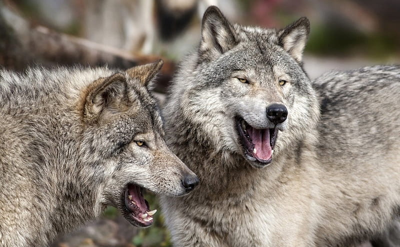 Wolves, smile, wolf, lol, funny, couple, dog, animal, mood, HD ...