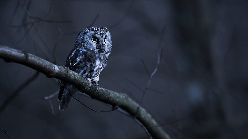 White Black Owl Is Sitting On Tree Branch In Dark Background Owl, HD wallpaper