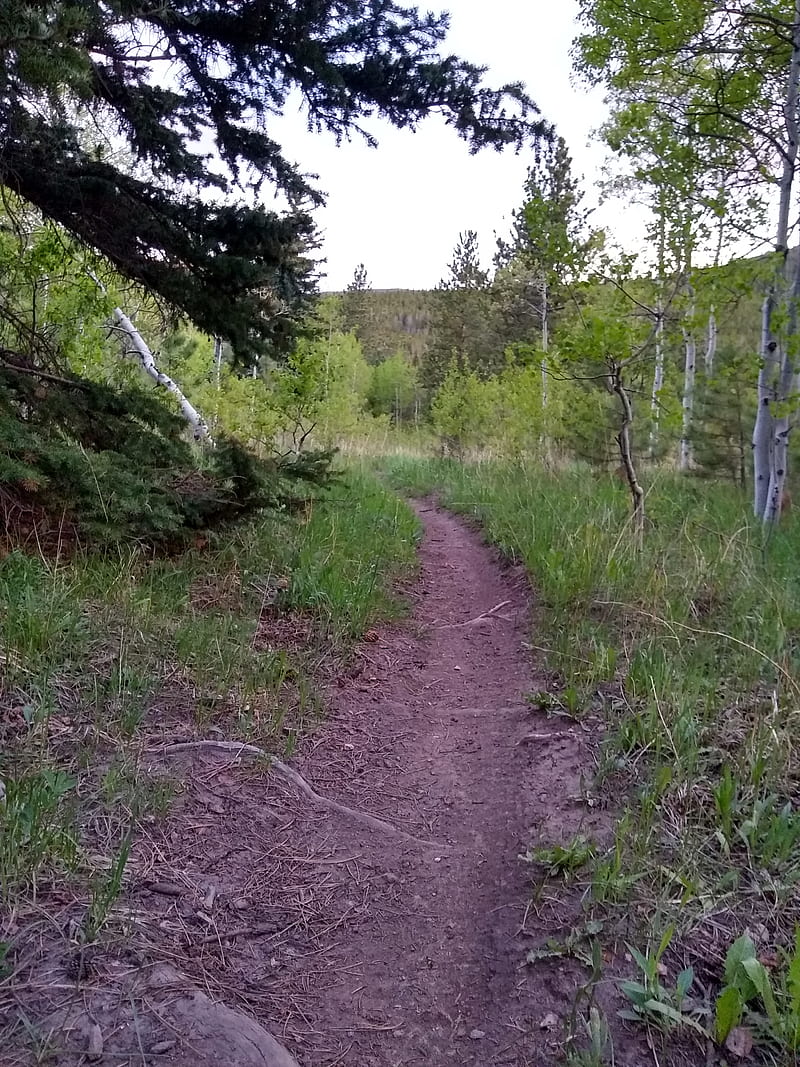 Trail, betzner, bike, forest, colorado, dirt, mountain, running, HD phone wallpaper