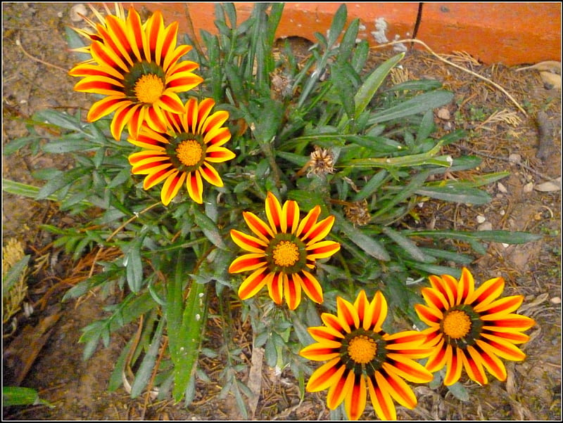 Beauty in simplicity, orange, flowers, gazanias, hardy fowers, garden flowers, HD wallpaper