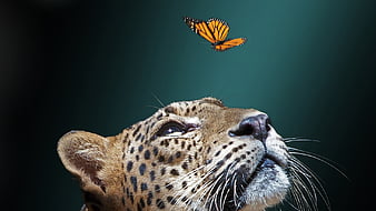 HD jaguar animal wallpapers | Peakpx