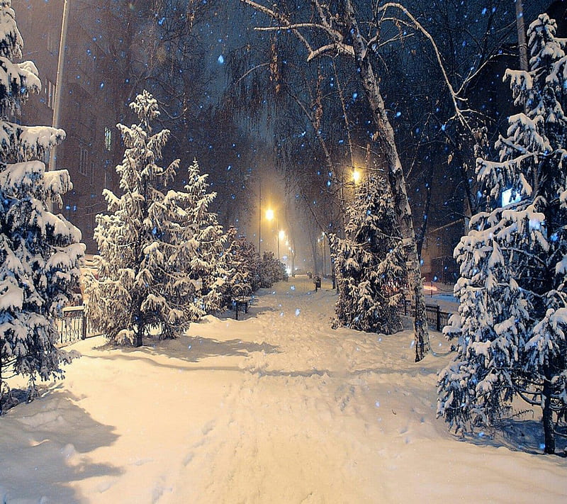 winter snowfall, glow, lights, night, path, snow, trail, trees, white, winter, HD wallpaper