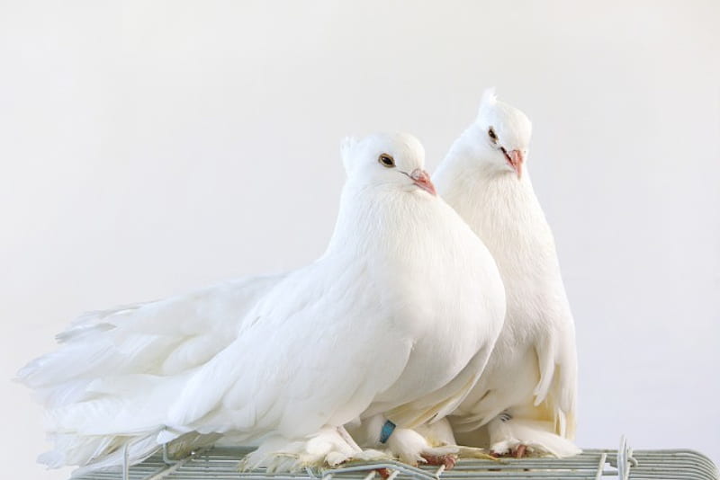 White Doves, white dove, dove, doves, wedding, HD wallpaper