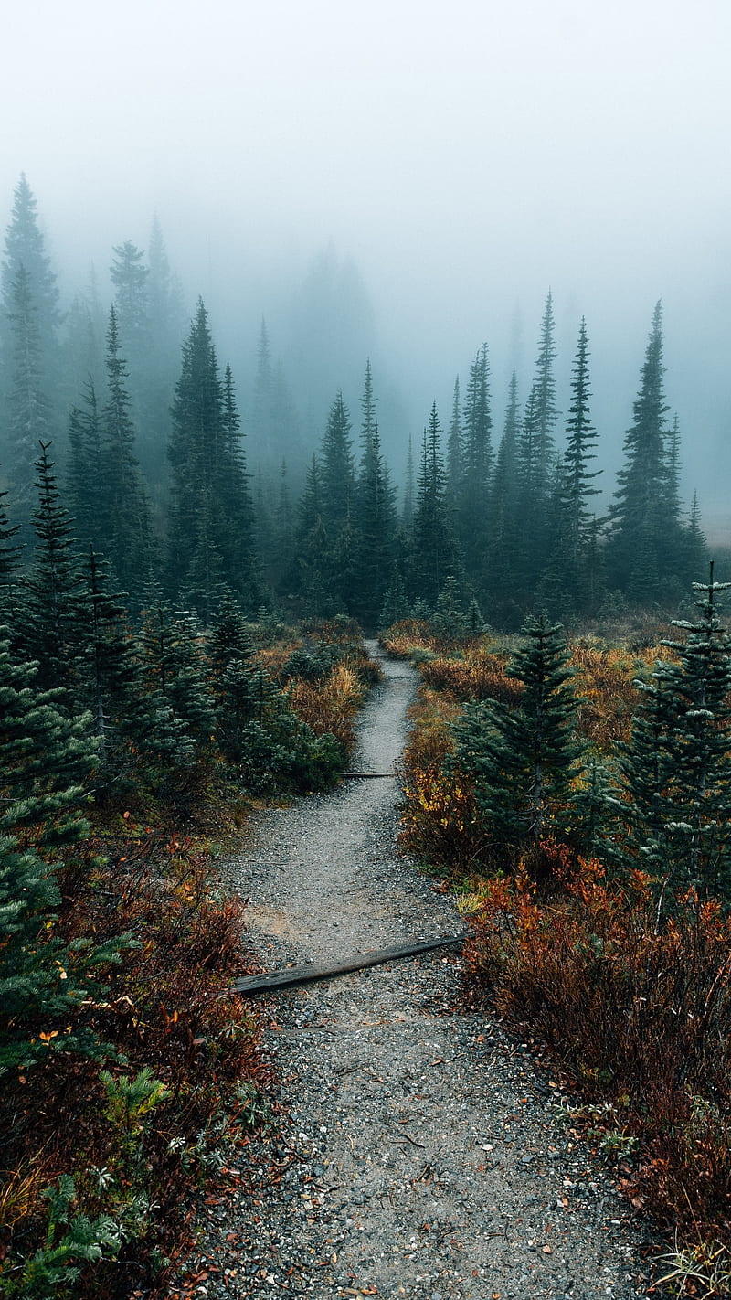 Nature, flowers, fog, foggy, forest, road, trees, HD phone wallpaper |  Peakpx