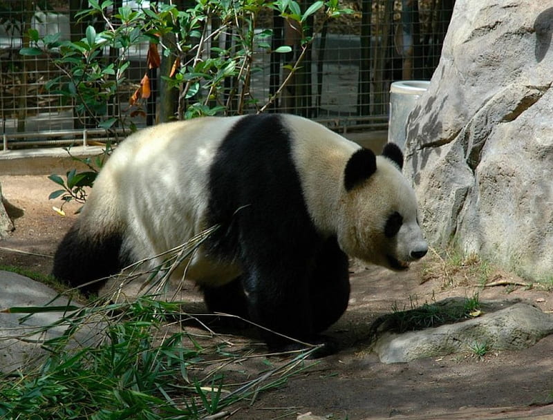 Big Panda, panda, cool, big, in zoo, HD wallpaper