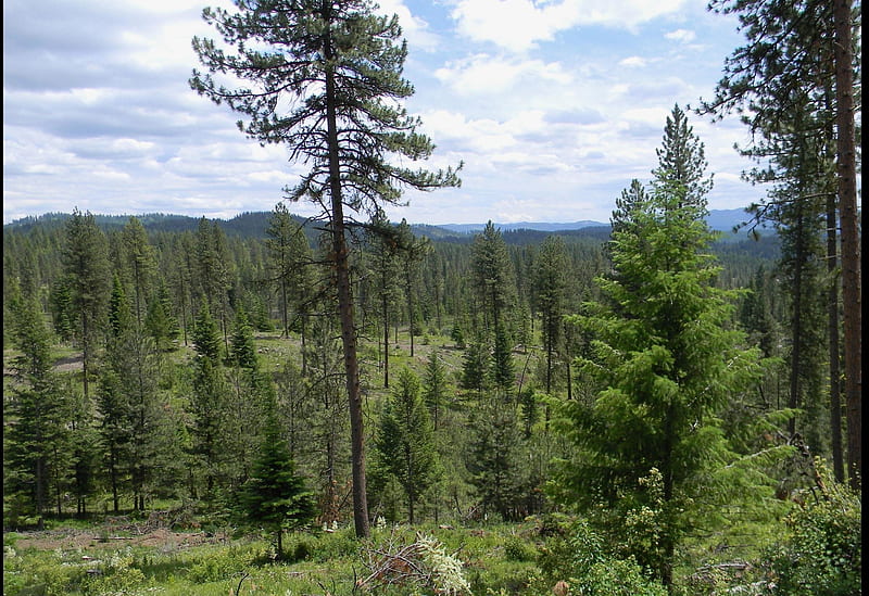 Wildscope, Forests, Idaho, Summer, Nature, HD wallpaper