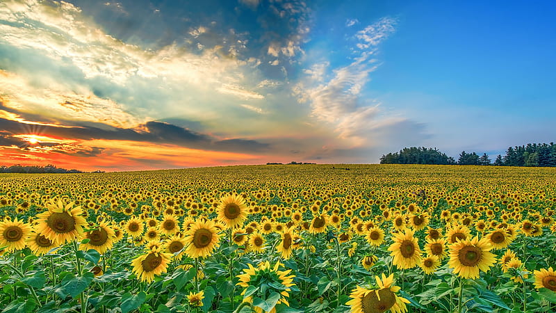 Broad Field Of Sunflowers Under Cloudy And Blue Sky During Sunset Flowers, HD wallpaper