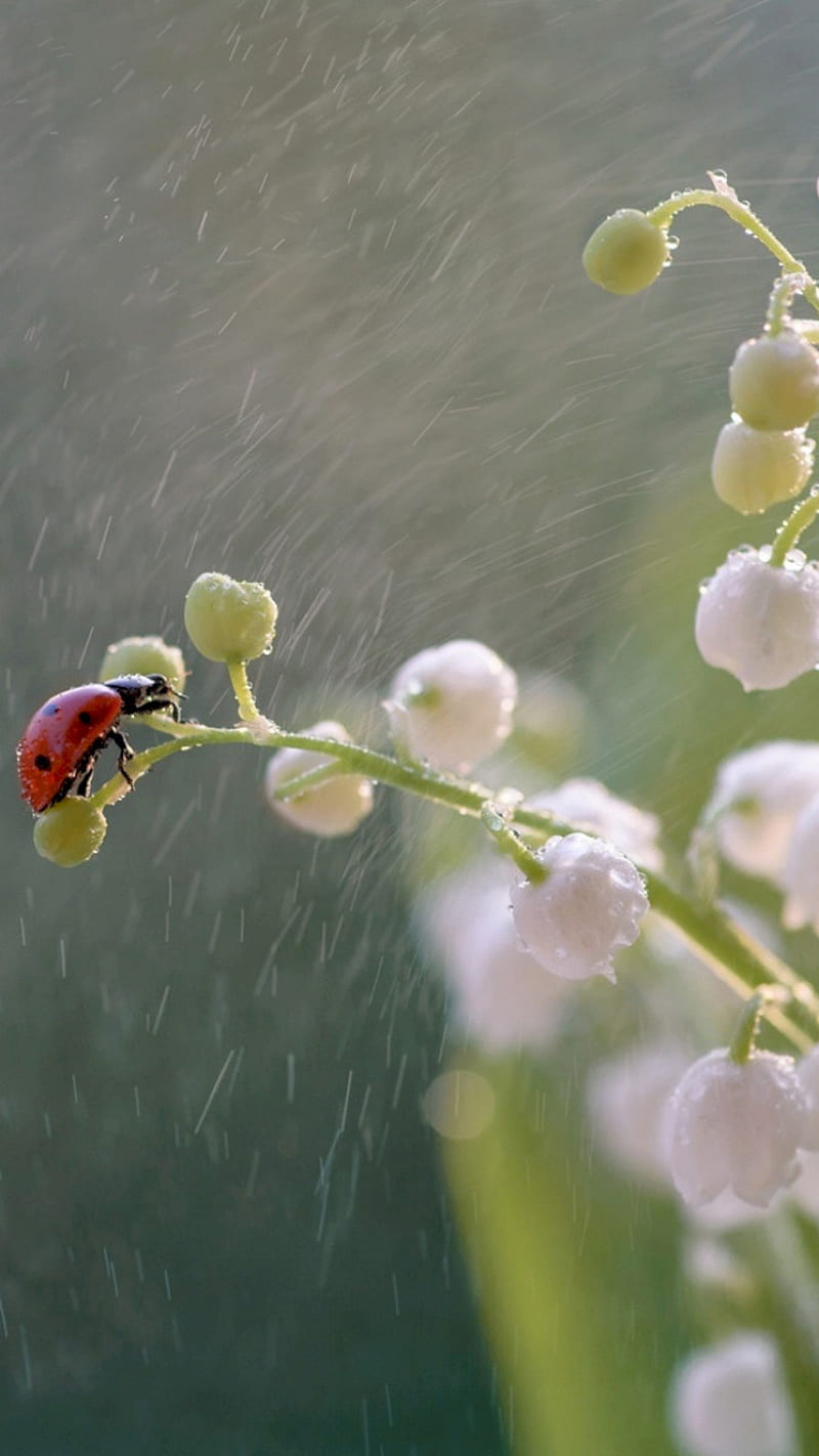 Red Bug, cute, rain, rain drop, rainy, HD phone wallpaper