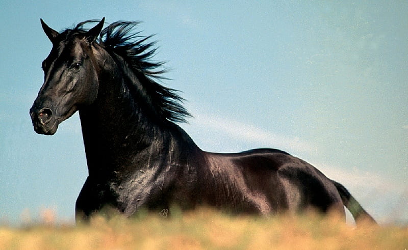 Black Stallion, cavalo, horse, animal, HD wallpaper