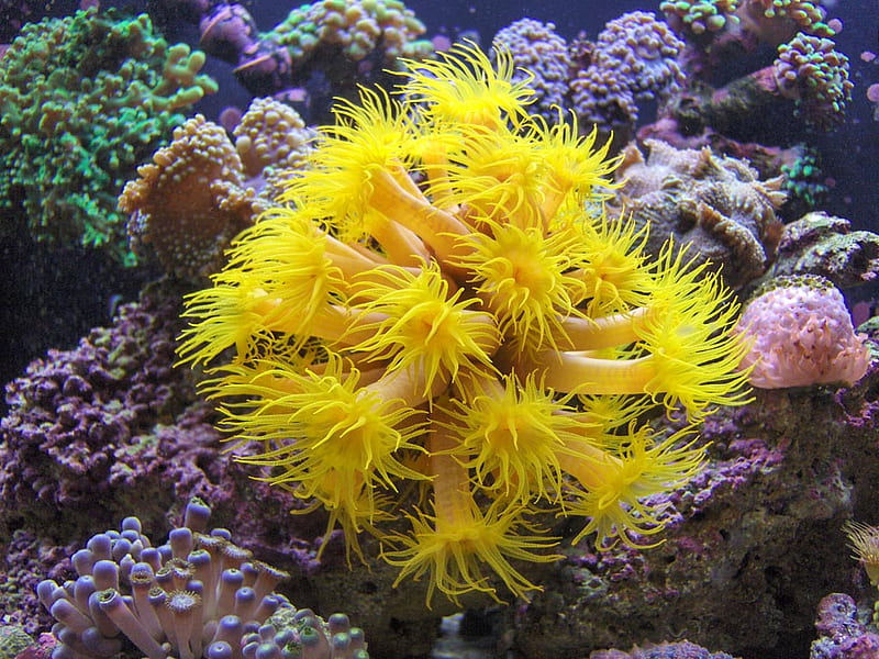 A colony of sun coral polyps, yellow, coral, sun, HD wallpaper