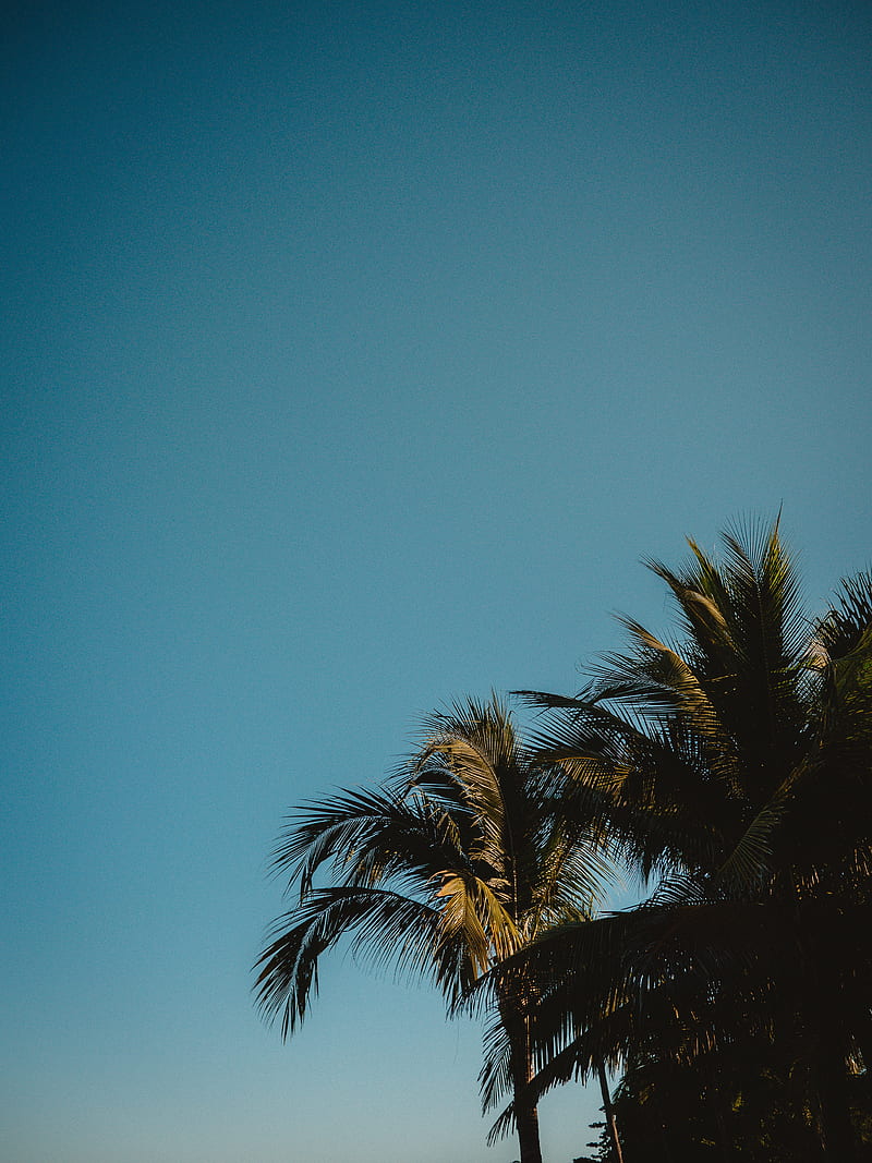 palm trees, treetops, branches, sky, tropics, HD phone wallpaper