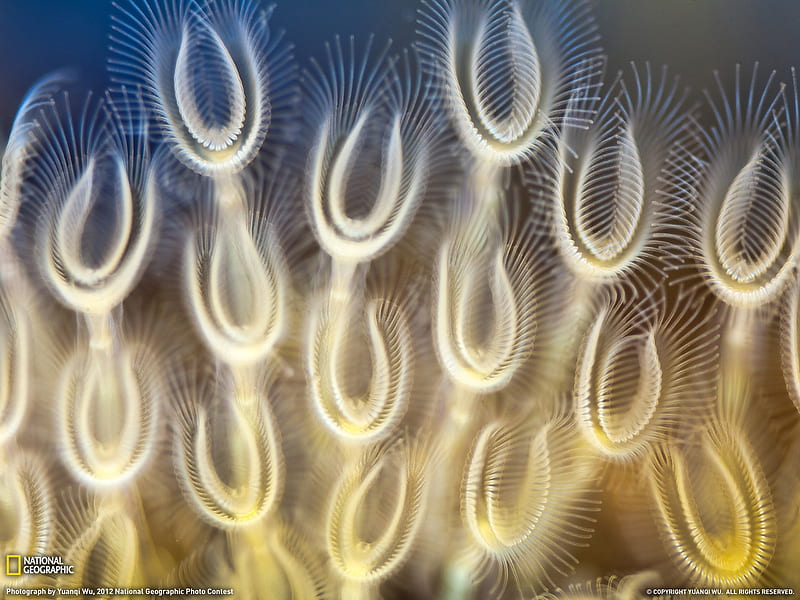 Freshwater Mollusks-National Geographic graphy, HD wallpaper
