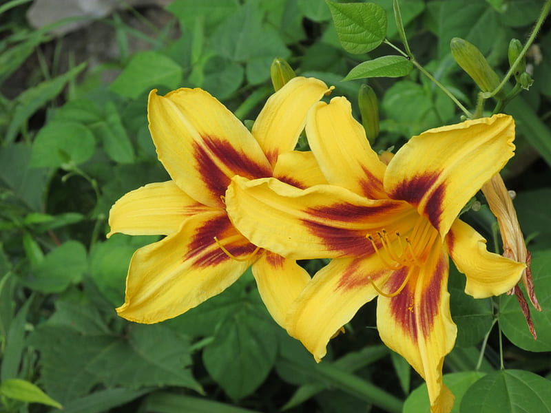 yellow day lily, gardens, flower, day lily, yellow flower, HD wallpaper