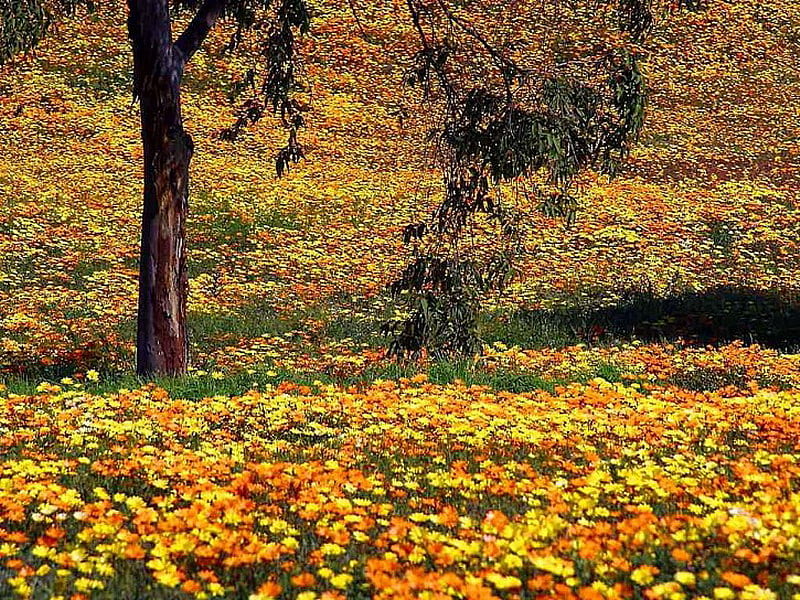 YELLOW MEADOW, yellow, flowers, tree, field, HD wallpaper