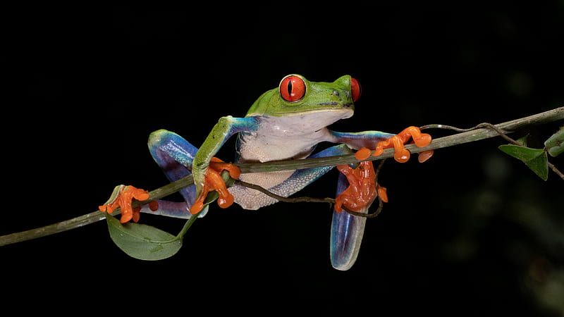Frogs, Red Eyed Tree Frog, Branch, Frog, Red-Eyed Tree Frog, HD wallpaper