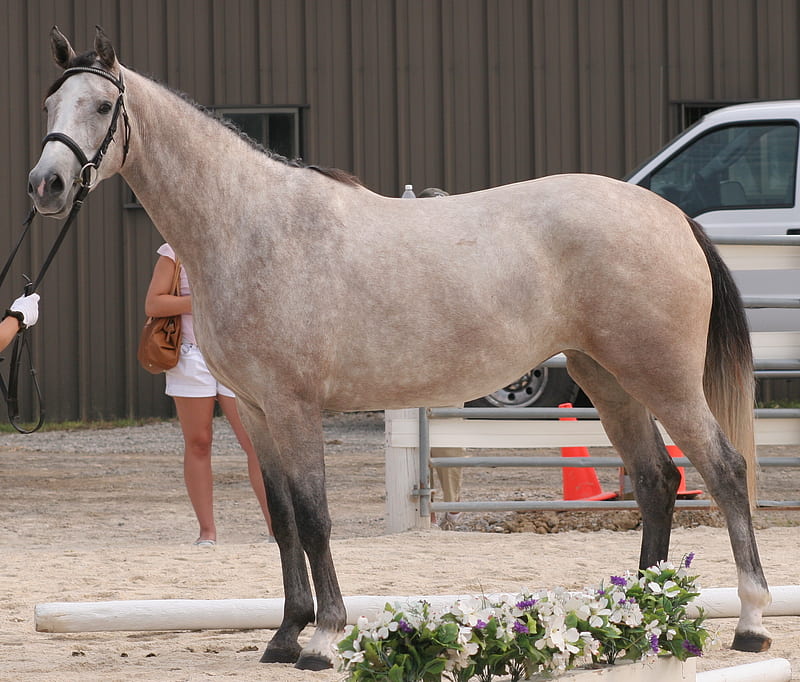 The Rose Grey, equus, stallion, rose grey, horse, HD wallpaper