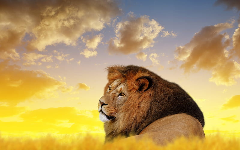 lion, Africa, wildlife, predator, dangerous animals, HD wallpaper