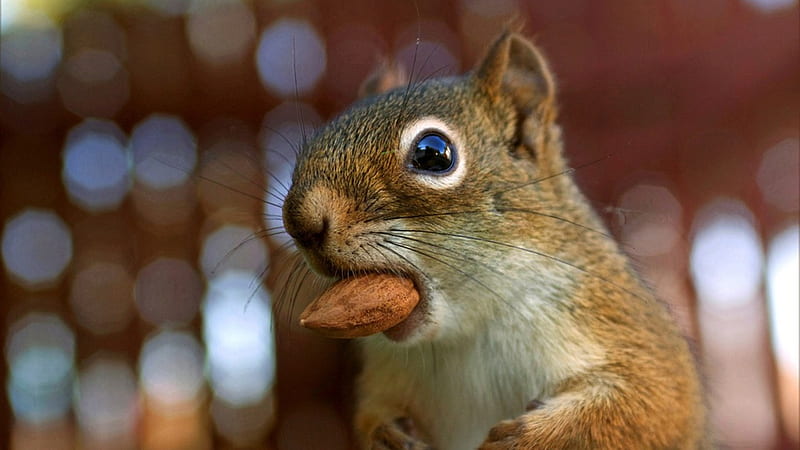 comical chipmunk eating almond - chipmunk, HD wallpaper