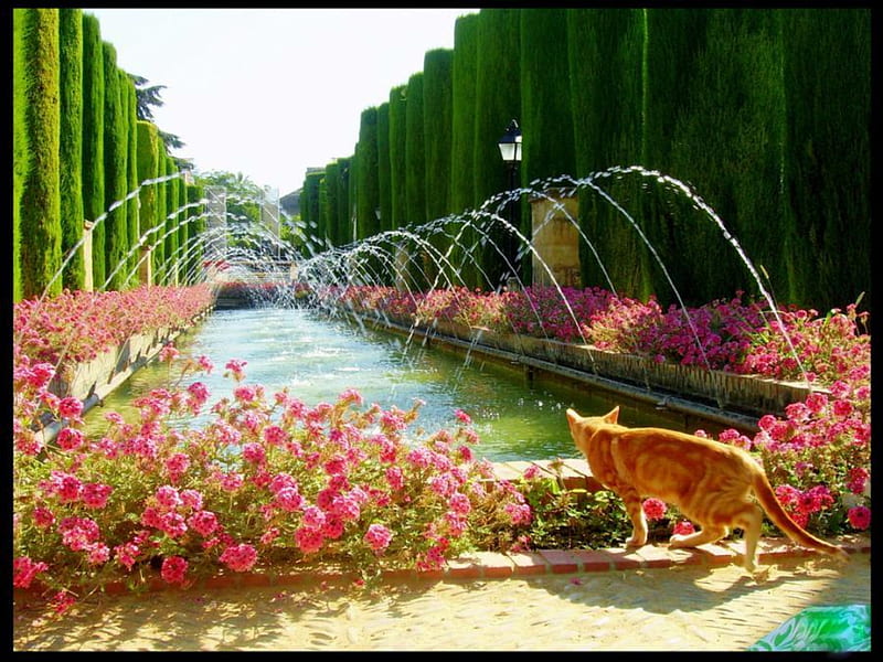 Should I?, fountain, water, pink flowers, orange tabby, flowers, cat, trees, HD wallpaper