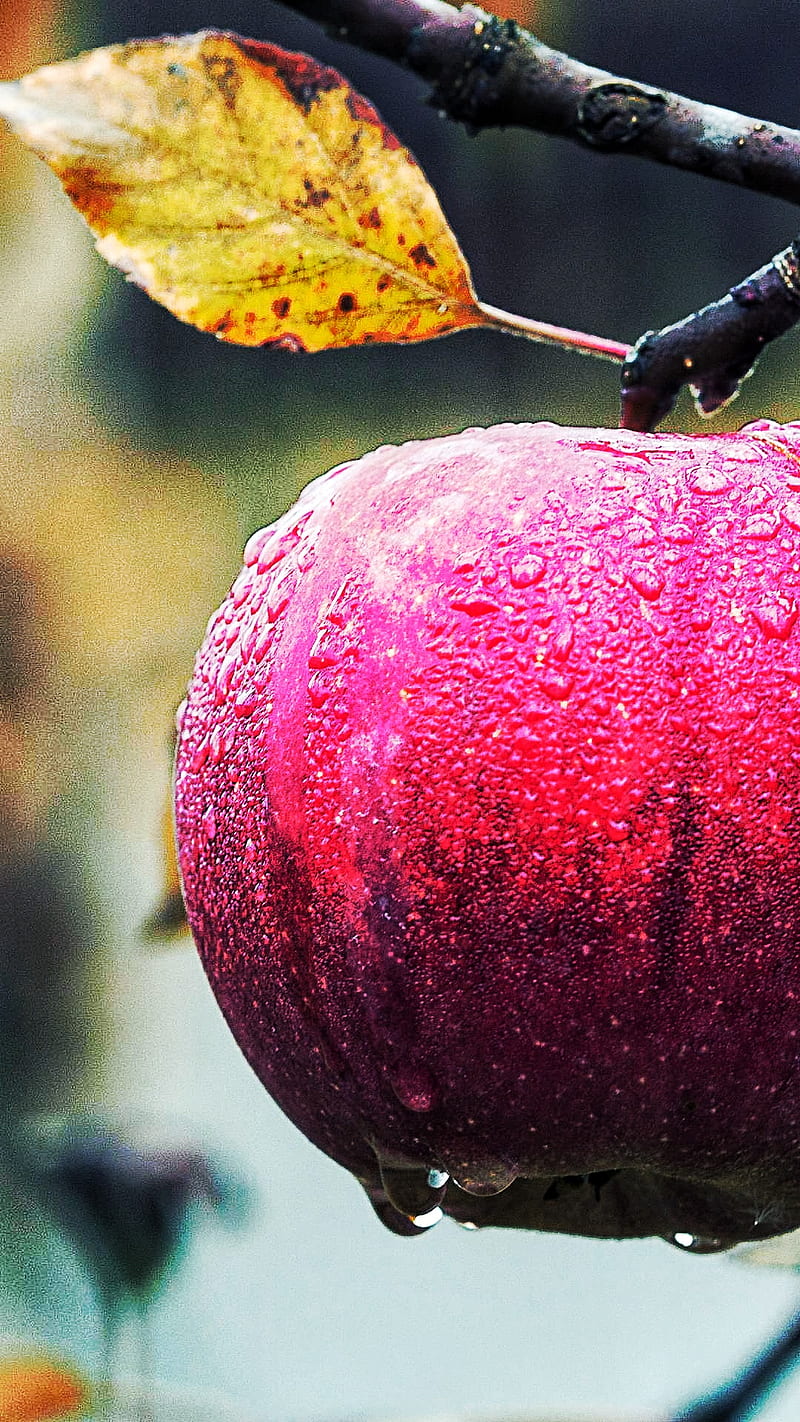 Apple king, , apple, blur, cool, dslr, nature, snapseed, superhero, HD  phone wallpaper | Peakpx
