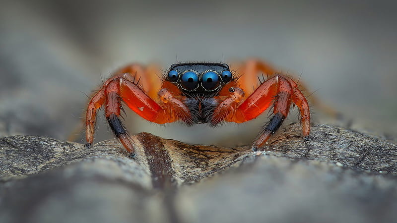 Red Jumping Spider Is On Rock In A Blur Background Animals, HD wallpaper