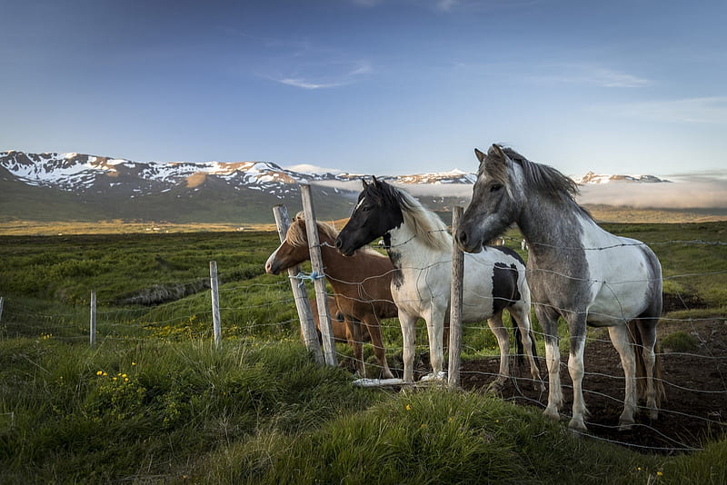 Three Beauties, Mountains, Fence, Horses, field, HD wallpaper