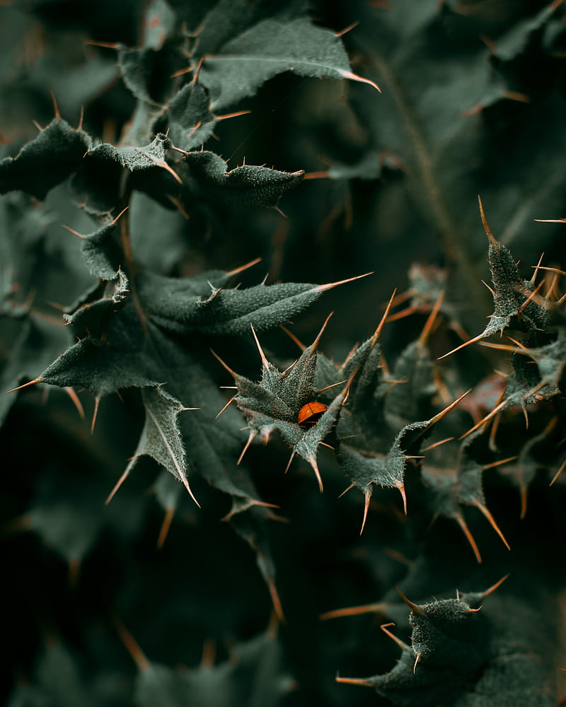 leaves, thorns, ladybug, insect, macro, HD phone wallpaper