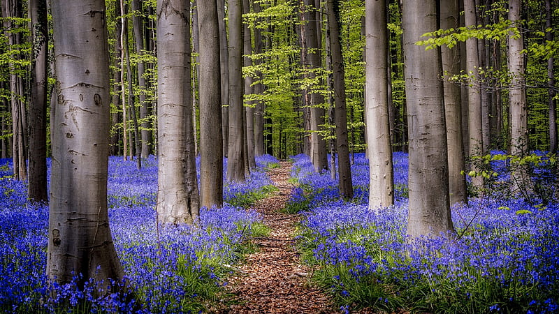 Bluebell Path, nature, trees, bluebell, forest, paths, flowers, HD wallpaper