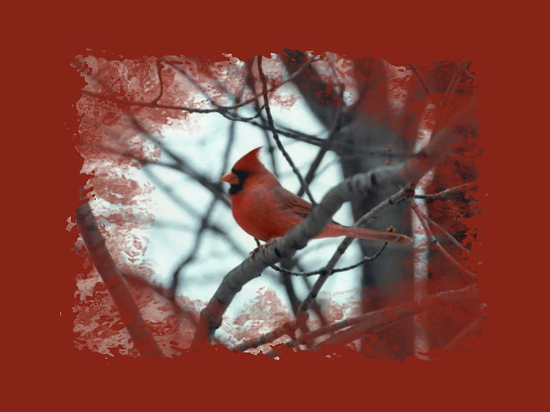 Red Bird - Cardinal, red, tree, bird, avian, perch, beech, cardinal, HD wallpaper