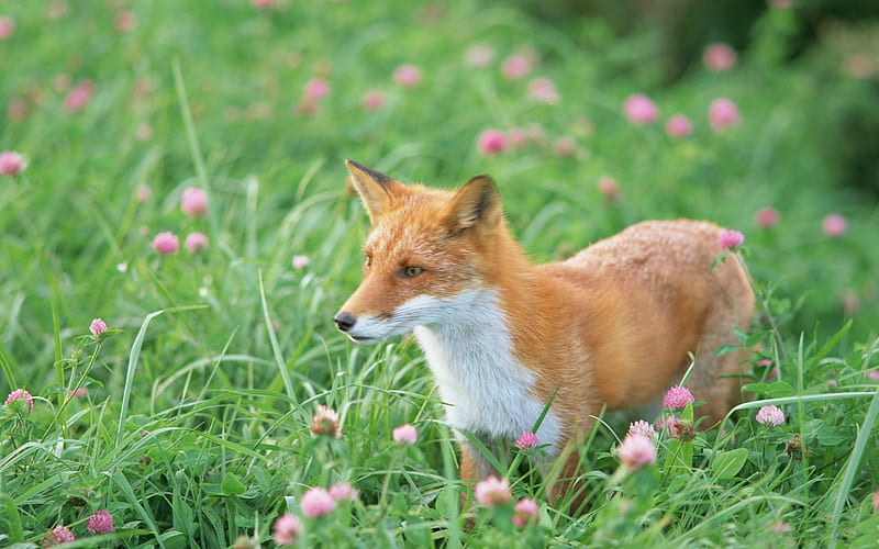 Red Fox In Spring Meadow, wild flowers, fox, flowers, Spring, meadow, red fox, HD wallpaper