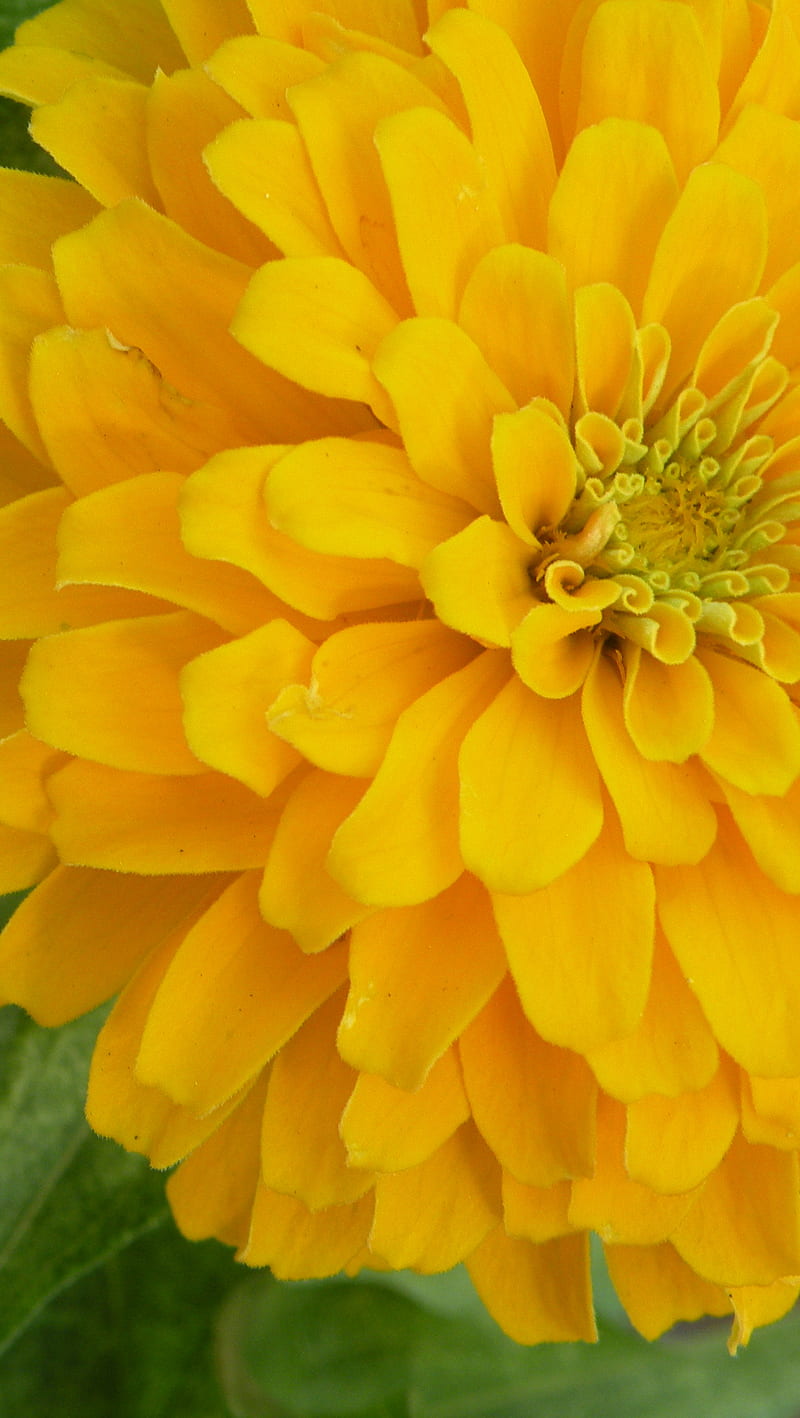 Yellow Zinnia, flower, HD phone wallpaper