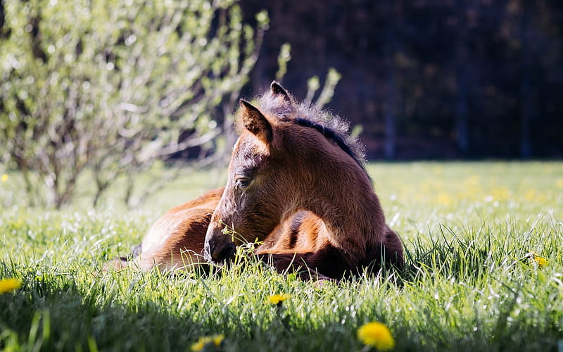 small brown horse, green grass, farm, horses, HD wallpaper