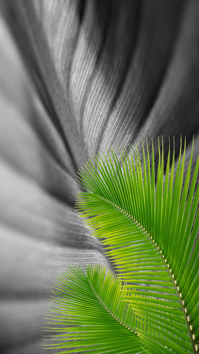 Feather, gray, HD phone wallpaper
