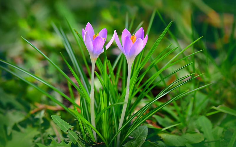 Spring Flowers Purple Crocus, HD wallpaper
