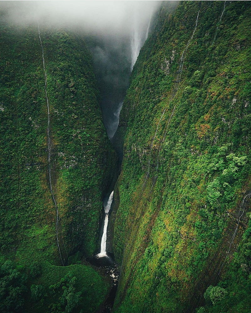 Green jungle - Image Abyss