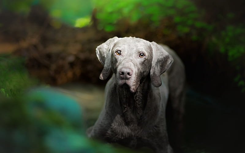 Weimaraner, close-up, pets, gray dog, cute animals, dogs, Weimaraner Dog, HD wallpaper