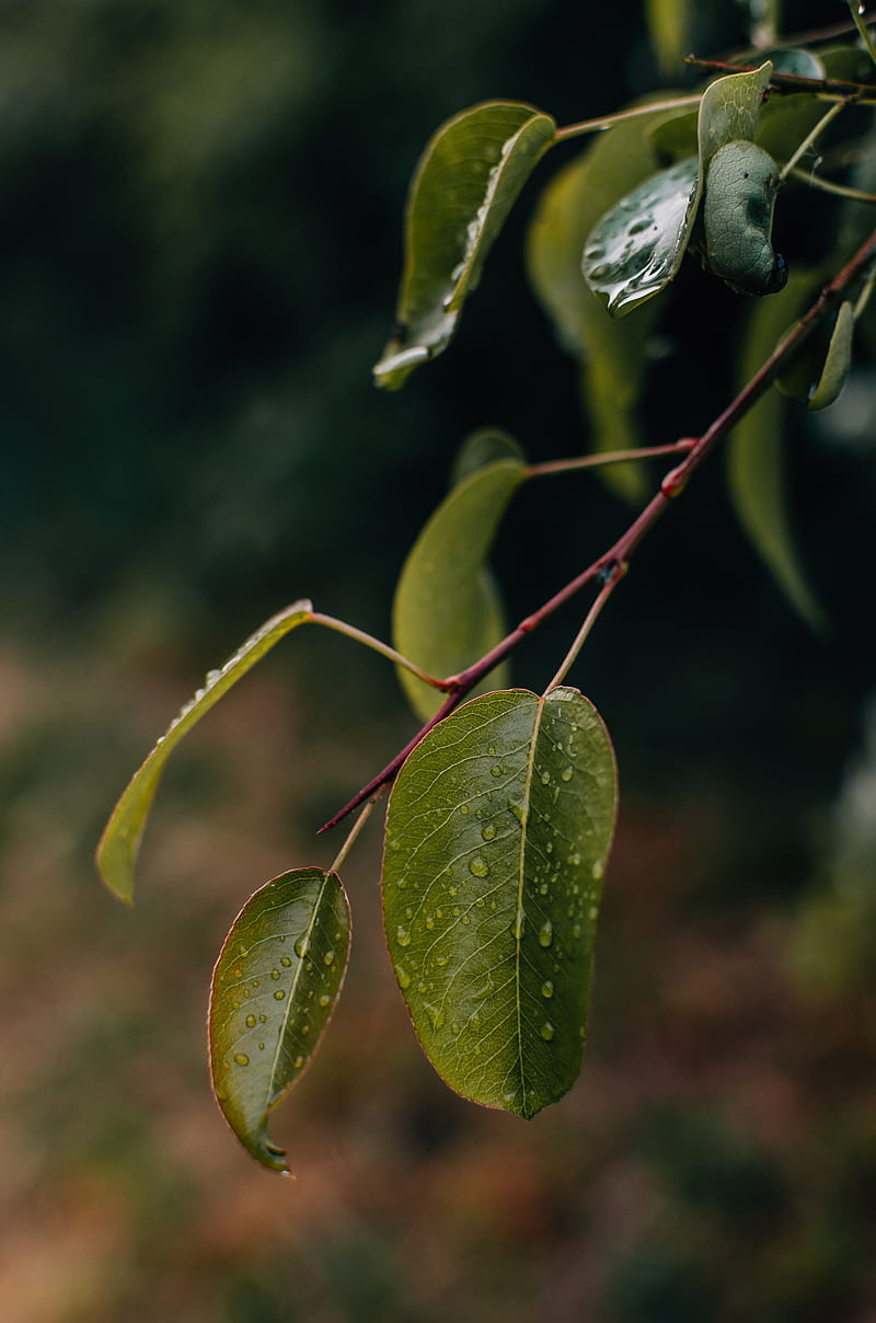 leaves, branch, drops, macro, HD phone wallpaper