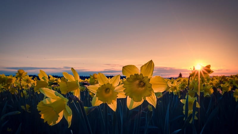 Sunset ower daffodils, daffodils, yellow, nature, sunset, field, HD wallpaper