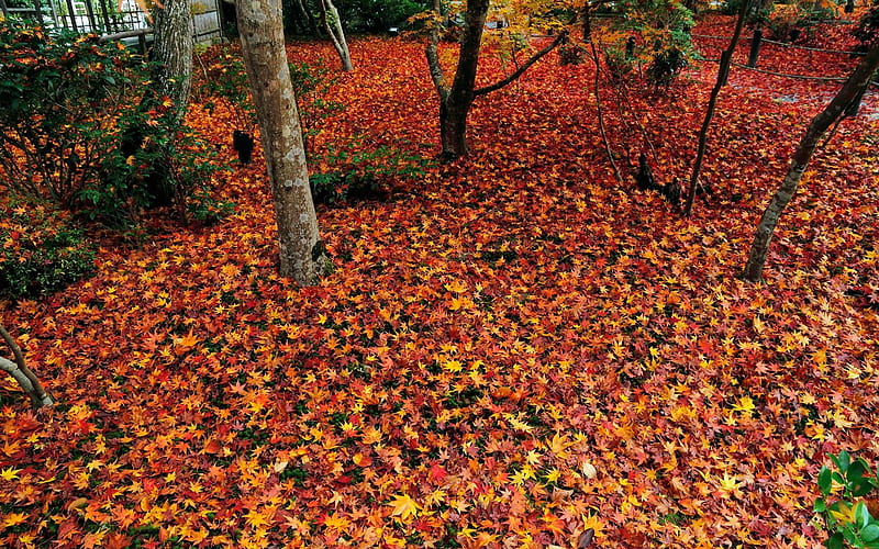 Leaves one place-Enkoji Temple Autumn, HD wallpaper