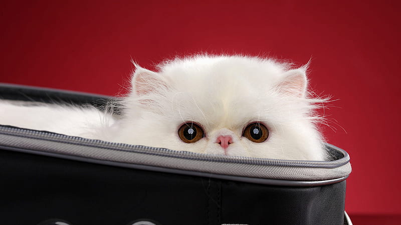 Cute Cat In Bag Animals, HD wallpaper