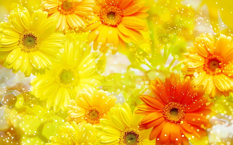 Flowers, Flower, Earth, Gerbera, Yellow Flower, Sparkles, HD wallpaper