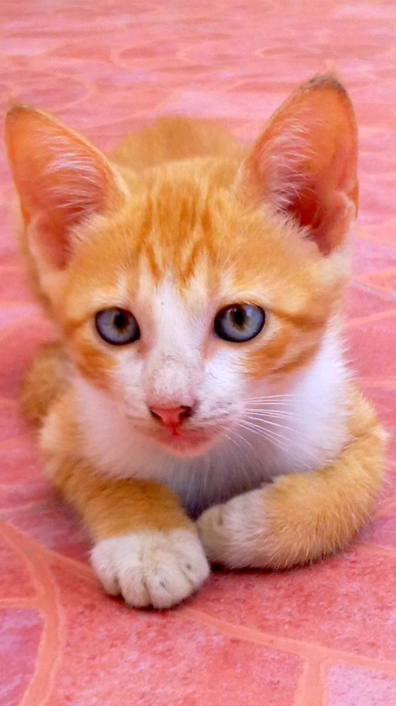 Ginger Cat, orange, tabby, HD phone wallpaper