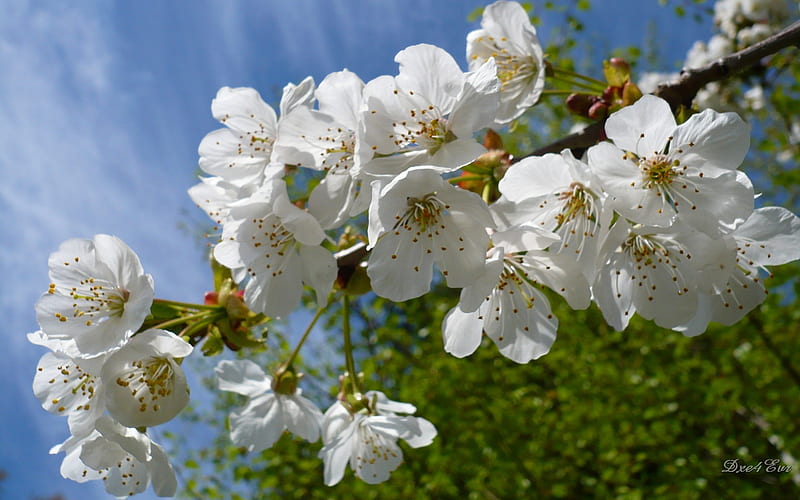 Spring Cherry Blossoms, , blossom, washington, flower, white, sky, flora, HD wallpaper